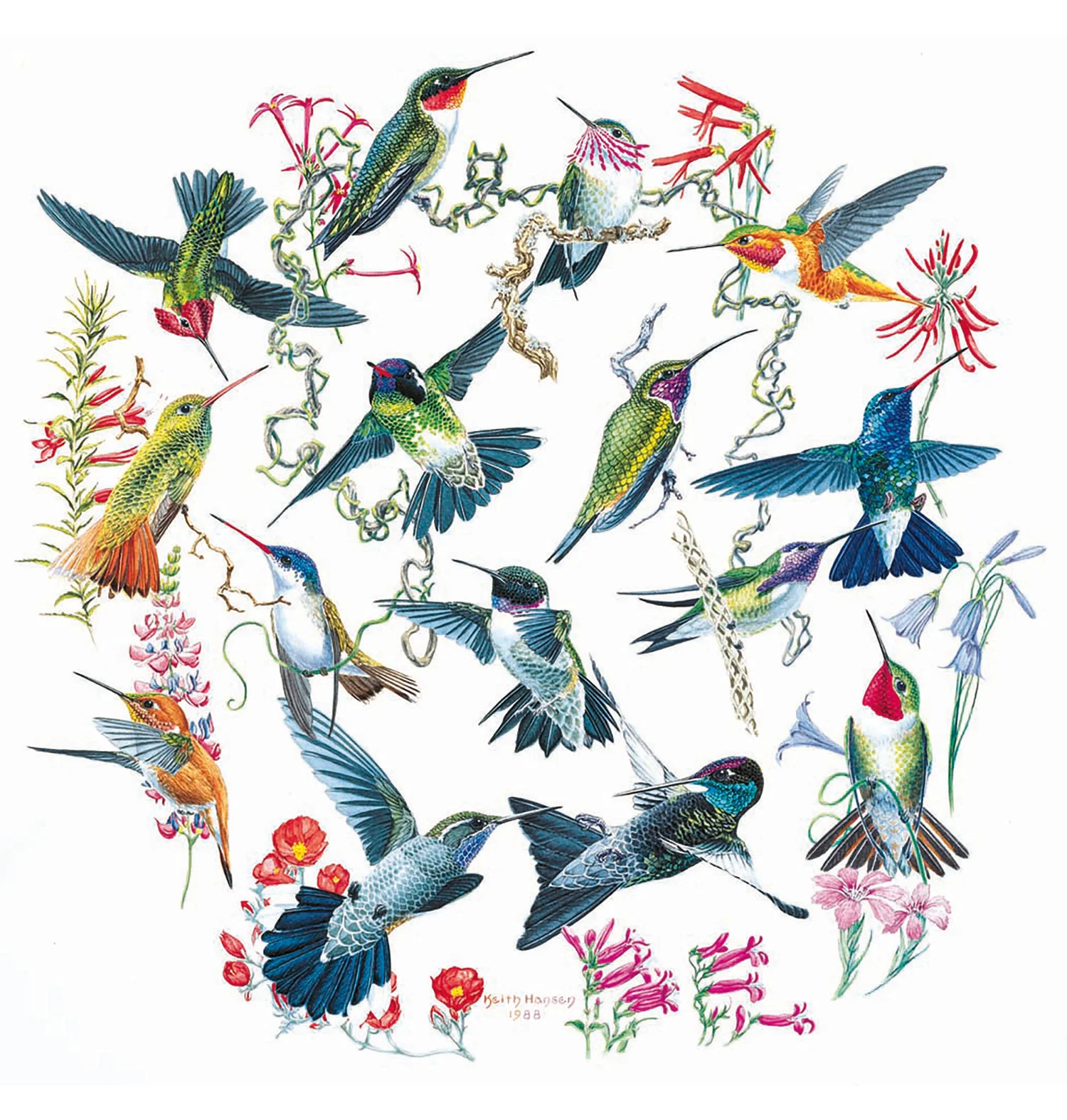 Hummingbirds