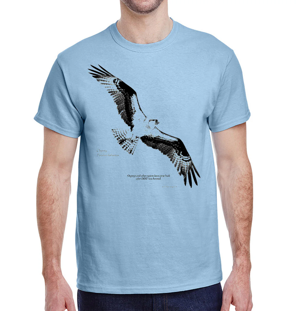 Soaring Osprey - Image 2